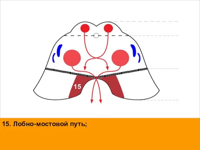 15. Лобно-мостовой путь; 15