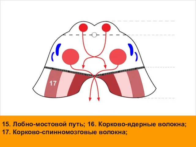 15. Лобно-мостовой путь; 16. Корково-ядерные волокна; 17. Корково-спинномозговые волокна; 17