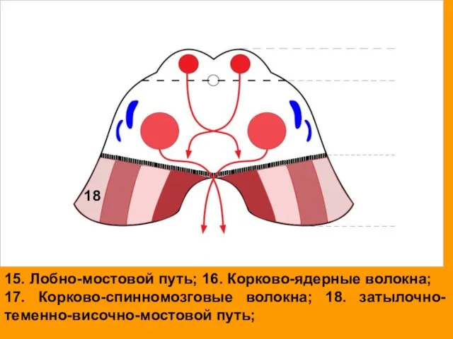 15. Лобно-мостовой путь; 16. Корково-ядерные волокна; 17. Корково-спинномозговые волокна; 18. затылочно-теменно-височно-мостовой путь; 18