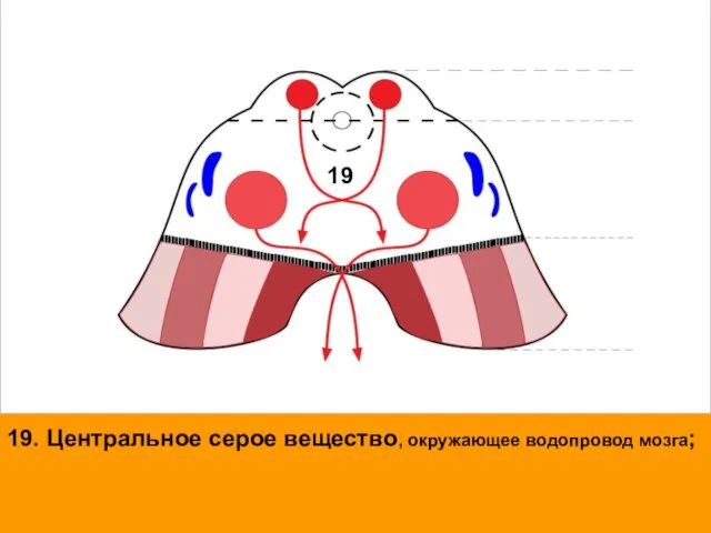 19. Центральное серое вещество, окружающее водопровод мозга; 19