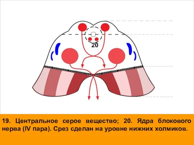 19. Центральное серое вещество; 20. Ядра блокового нерва (IV пара). Срез