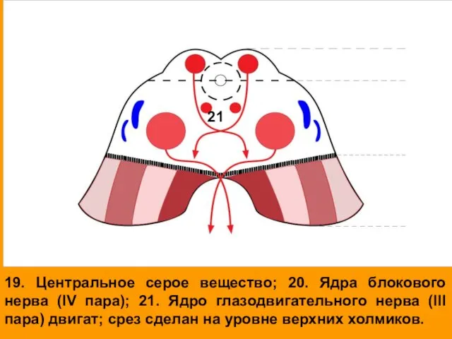 19. Центральное серое вещество; 20. Ядра блокового нерва (IV пара); 21.