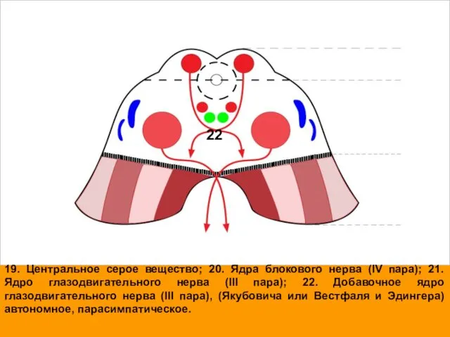 19. Центральное серое вещество; 20. Ядра блокового нерва (IV пара); 21.