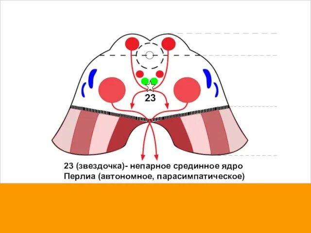 23 23 (звездочка)- непарное срединное ядро Перлиа (автономное, парасимпатическое)