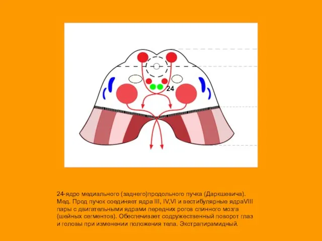 24-ядро медиального (заднего)продольного пучка (Даркшевича). Мед. Прод пучок соединяет ядра III,