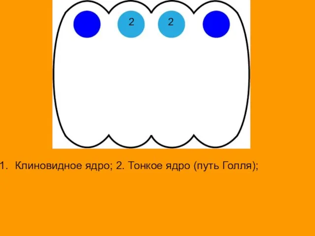 Клиновидное ядро; 2. Тонкое ядро (путь Голля); 2 2