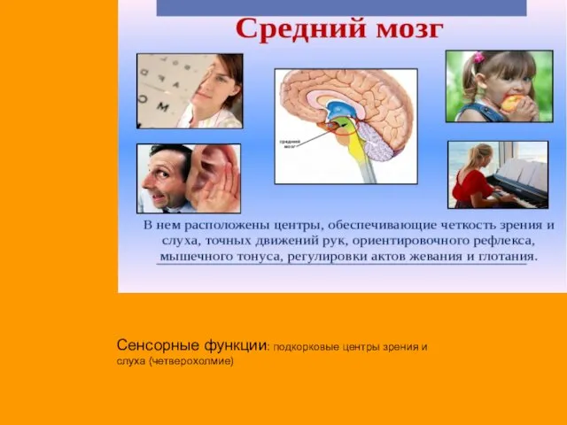 Сенсорные функции: подкорковые центры зрения и слуха (четверохолмие)