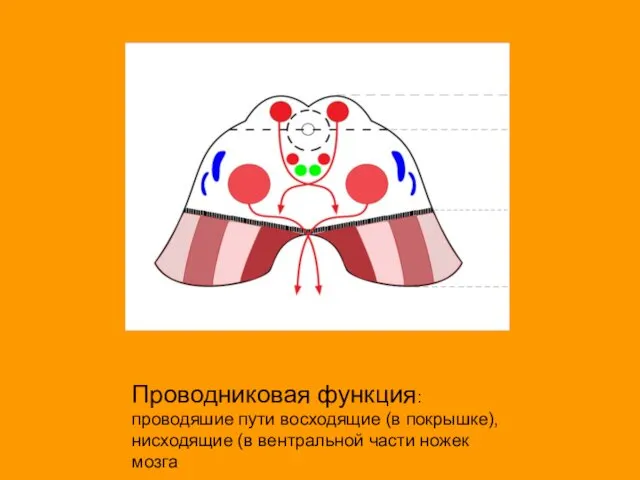 Проводниковая функция: проводяшие пути восходящие (в покрышке), нисходящие (в вентральной части ножек мозга