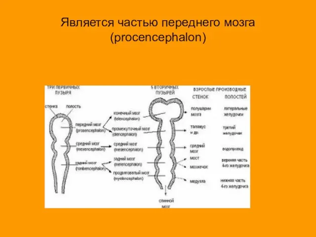 Является частью переднего мозга (procencephalon)