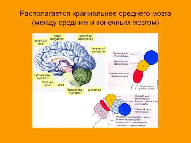 Располагается краниальнее среднего мозга (между средним и конечным мозгом)