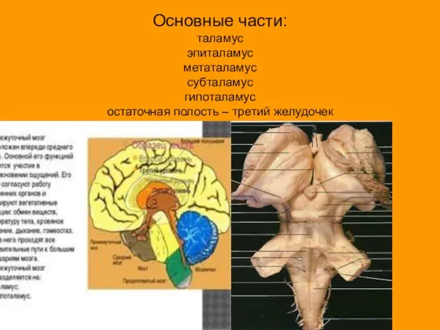 Основные части: таламус эпиталамус метаталамус субталамус гипоталамус остаточная полость – третий желудочек