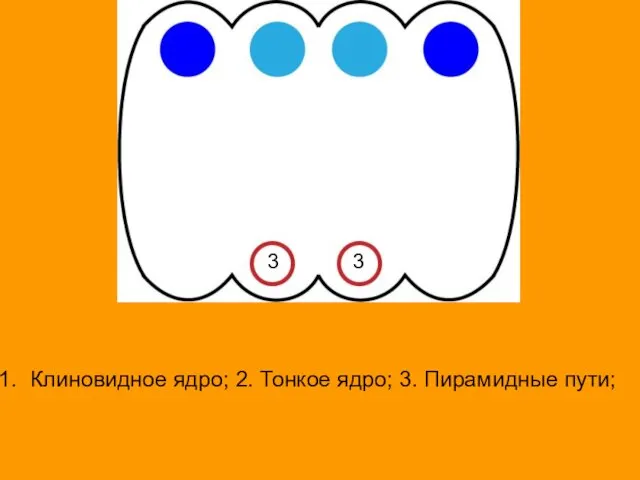 Клиновидное ядро; 2. Тонкое ядро; 3. Пирамидные пути; 3 3