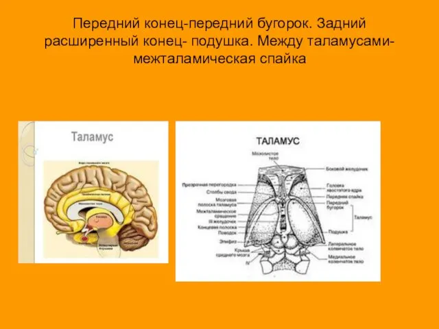 Передний конец-передний бугорок. Задний расширенный конец- подушка. Между таламусами-межталамическая спайка