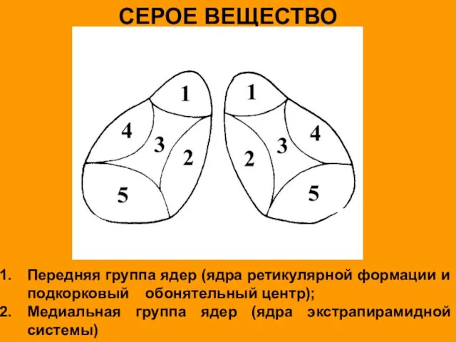 СЕРОЕ ВЕЩЕСТВО Передняя группа ядер (ядра ретикулярной формации и подкорковый обонятельный