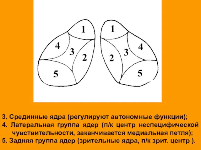 3. Срединные ядра (регулируют автономные функции); 4. Латеральная группа ядер (п/к