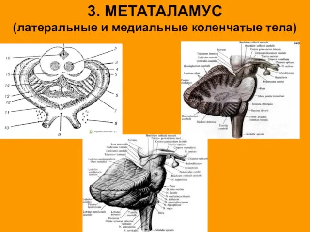 3. МЕТАТАЛАМУС (латеральные и медиальные коленчатые тела)