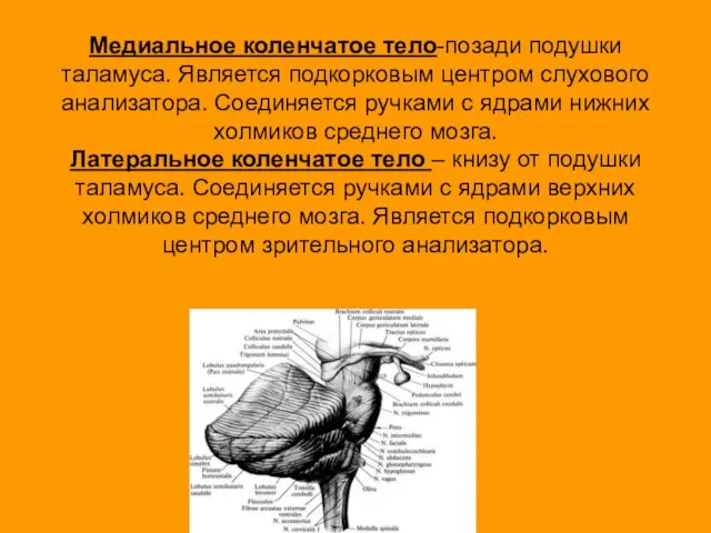 Медиальное коленчатое тело-позади подушки таламуса. Является подкорковым центром слухового анализатора. Соединяется