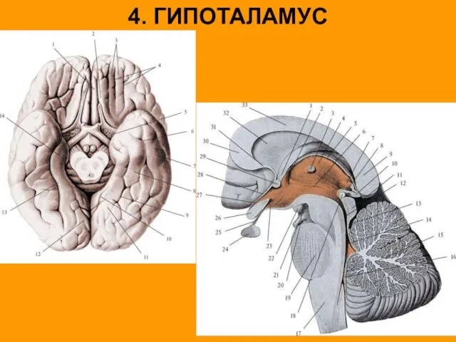 4. ГИПОТАЛАМУС