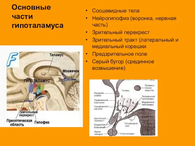 Основные части гипоталамуса Сосцевидные тела Нейрогипофиз (воронка, нервная часть) Зрительный перекрест