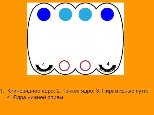 Клиновидное ядро; 2. Тонкое ядро; 3. Пирамидные пути; 4. Ядра нижней оливы 4 4