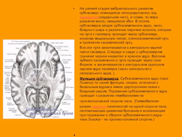 ядра, VL). На ранней стадии эмбрионального развития субталамус помещается непосредственно под