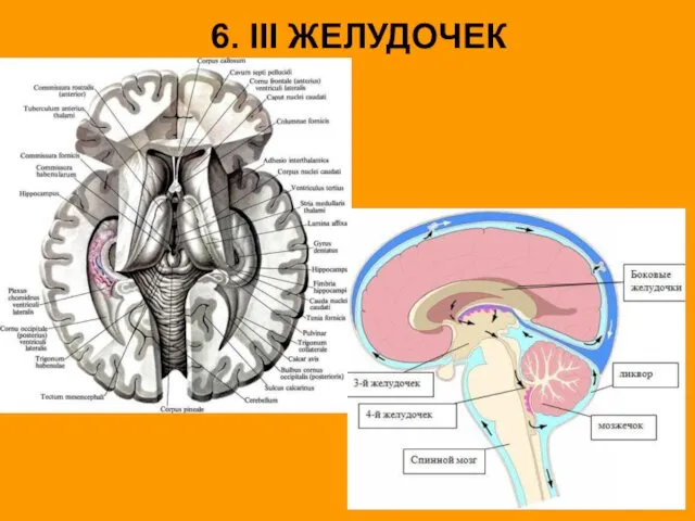 6. III ЖЕЛУДОЧЕК