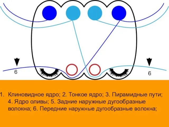 Клиновидное ядро; 2. Тонкое ядро; 3. Пирамидные пути; 4. Ядро оливы;