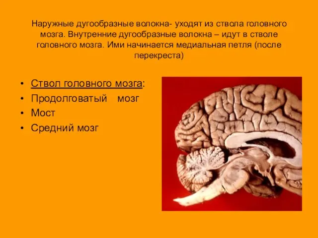 Наружные дугообразные волокна- уходят из ствола головного мозга. Внутренние дугообразные волокна