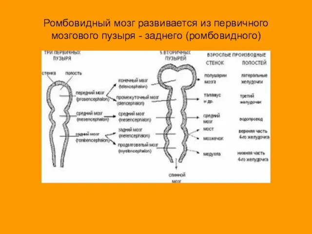 Ромбовидный мозг развивается из первичного мозгового пузыря - заднего (ромбовидного)