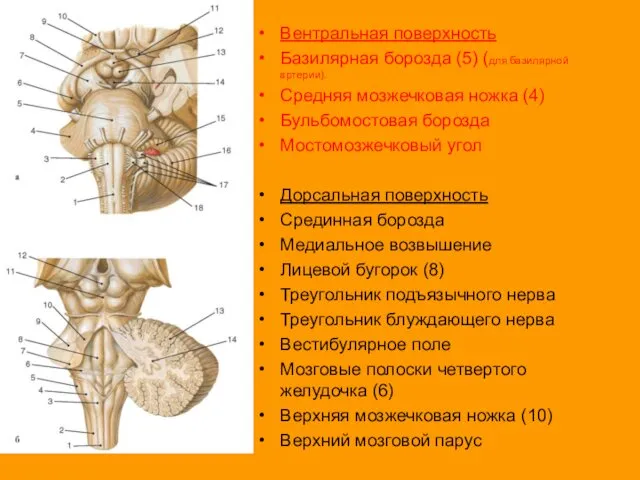 Вентральная поверхность Базилярная борозда (5) (для базилярной артерии). Средняя мозжечковая ножка