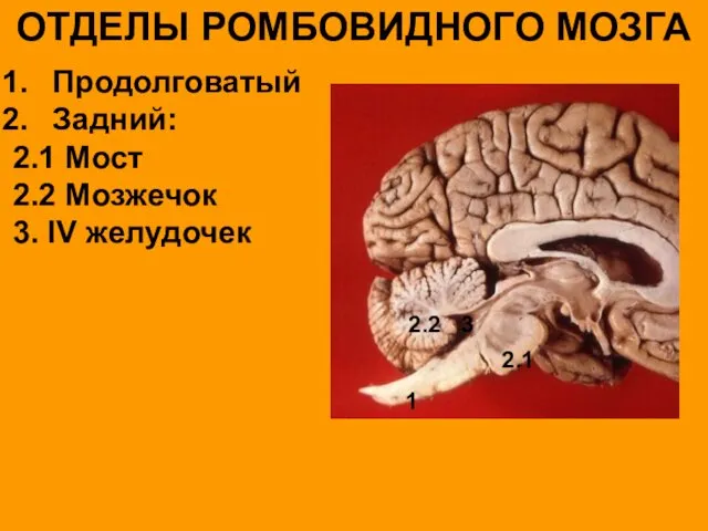 ОТДЕЛЫ РОМБОВИДНОГО МОЗГА Продолговатый Задний: 2.1 Мост 2.2 Мозжечок 3. IV желудочек 1 2.1 2.2 3