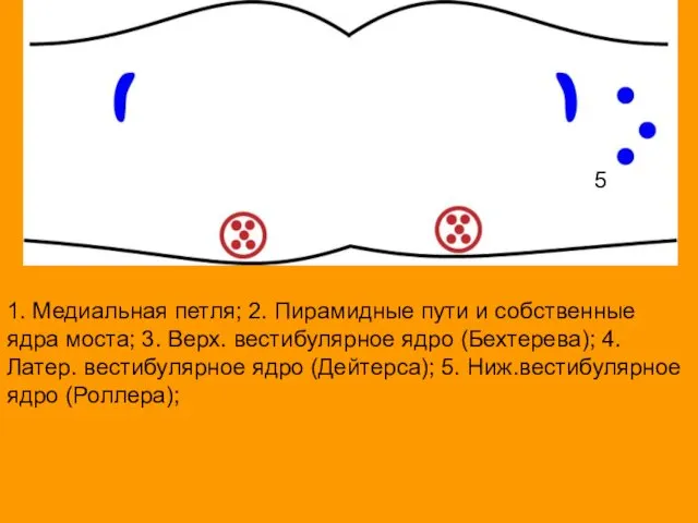 1. Медиальная петля; 2. Пирамидные пути и собственные ядра моста; 3.