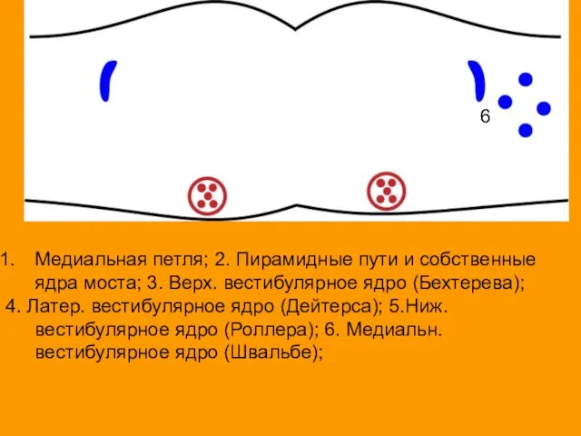 Медиальная петля; 2. Пирамидные пути и собственные ядра моста; 3. Верх.