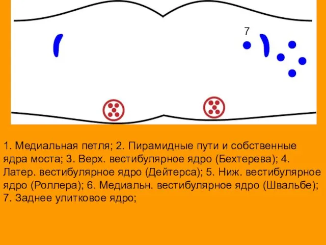 1. Медиальная петля; 2. Пирамидные пути и собственные ядра моста; 3.