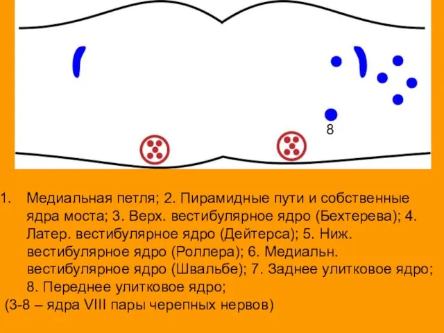 Медиальная петля; 2. Пирамидные пути и собственные ядра моста; 3. Верх.