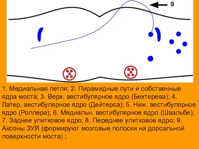 1. Медиальная петля; 2. Пирамидные пути и собственные ядра моста; 3.