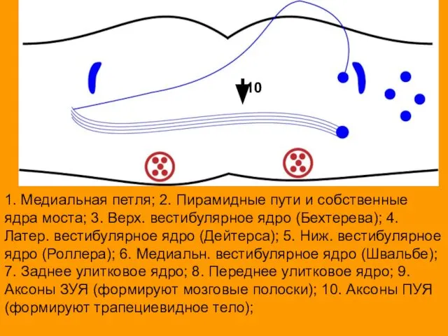 1. Медиальная петля; 2. Пирамидные пути и собственные ядра моста; 3.