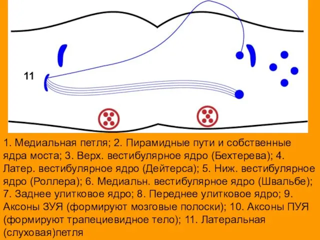 1. Медиальная петля; 2. Пирамидные пути и собственные ядра моста; 3.