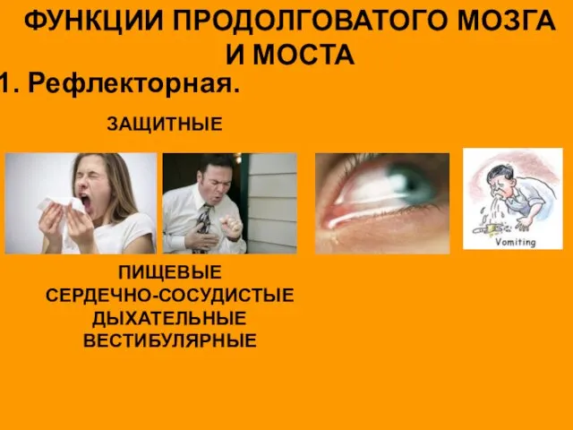 ФУНКЦИИ ПРОДОЛГОВАТОГО МОЗГА И МОСТА Рефлекторная. ЗАЩИТНЫЕ ПИЩЕВЫЕ СЕРДЕЧНО-СОСУДИСТЫЕ ДЫХАТЕЛЬНЫЕ ВЕСТИБУЛЯРНЫЕ