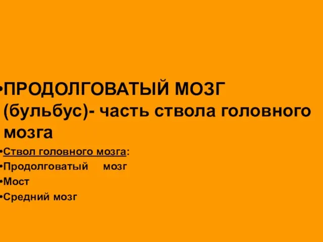 ПРОДОЛГОВАТЫЙ МОЗГ (бульбус)- часть ствола головного мозга Ствол головного мозга: Продолговатый мозг Мост Средний мозг