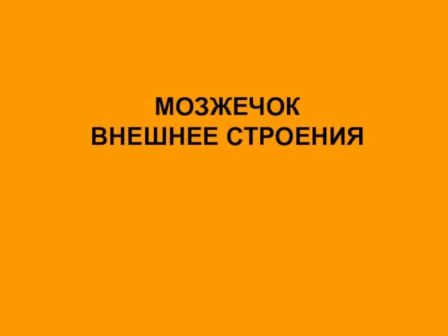 МОЗЖЕЧОК ВНЕШНЕЕ СТРОЕНИЯ