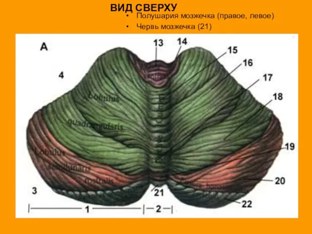 ВИД СВЕРХУ Полушария мозжечка (правое, левое) Червь мозжечка (21)