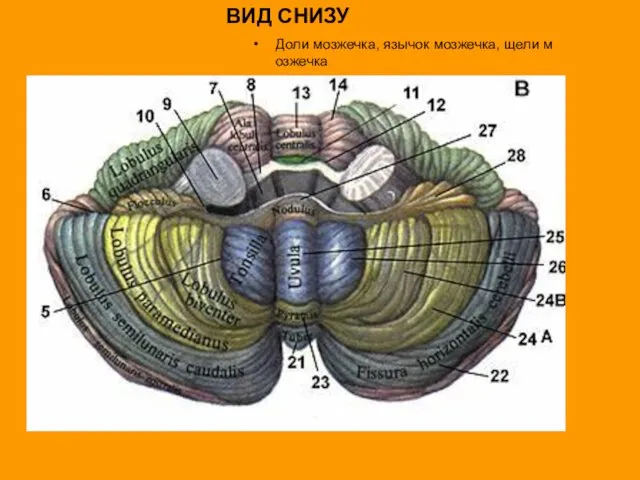 ВИД СНИЗУ Доли мозжечка, язычок мозжечка, щели м озжечка