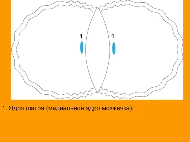 1. Ядро шатра (медиальное ядро мозжечка); 1 1