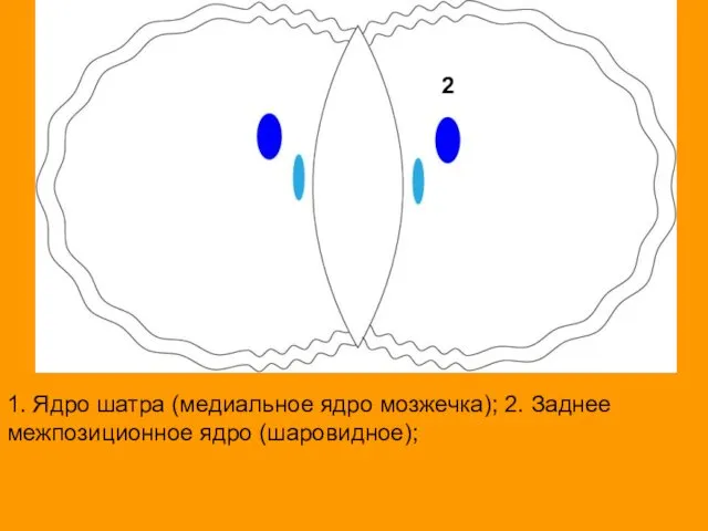 1. Ядро шатра (медиальное ядро мозжечка); 2. Заднее межпозиционное ядро (шаровидное); 2 2 2