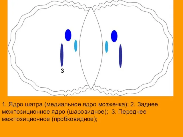 1. Ядро шатра (медиальное ядро мозжечка); 2. Заднее межпозиционное ядро (шаровидное);