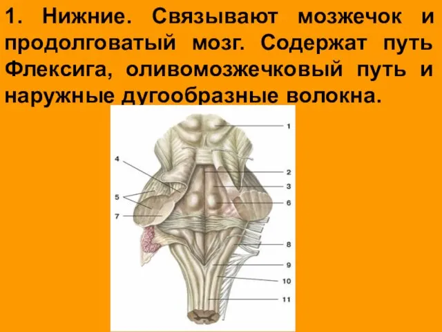 1. Нижние. Связывают мозжечок и продолговатый мозг. Содержат путь Флексига, оливомозжечковый путь и наружные дугообразные волокна.