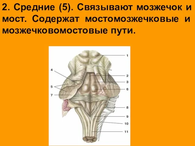 2. Средние (5). Связывают мозжечок и мост. Содержат мостомозжечковые и мозжечковомостовые пути.