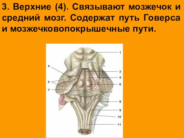 3. Верхние (4). Связывают мозжечок и средний мозг. Содержат путь Говерса и мозжечковопокрышечные пути.