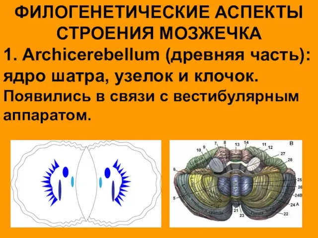 ФИЛОГЕНЕТИЧЕСКИЕ АСПЕКТЫ СТРОЕНИЯ МОЗЖЕЧКА 1. Archicerebellum (древняя часть): ядро шатра, узелок